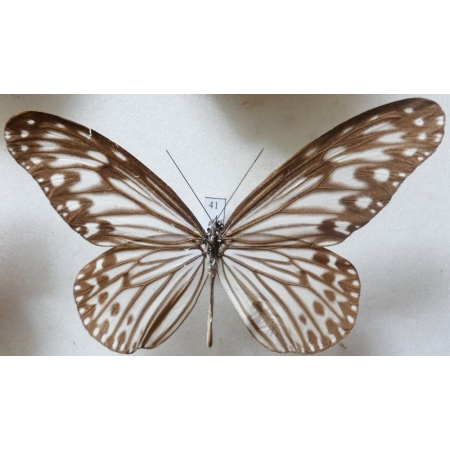 Ideopsis gaura (Horsfield, 1829) Philippines 87mm41